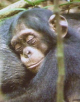 Chimpanzee
